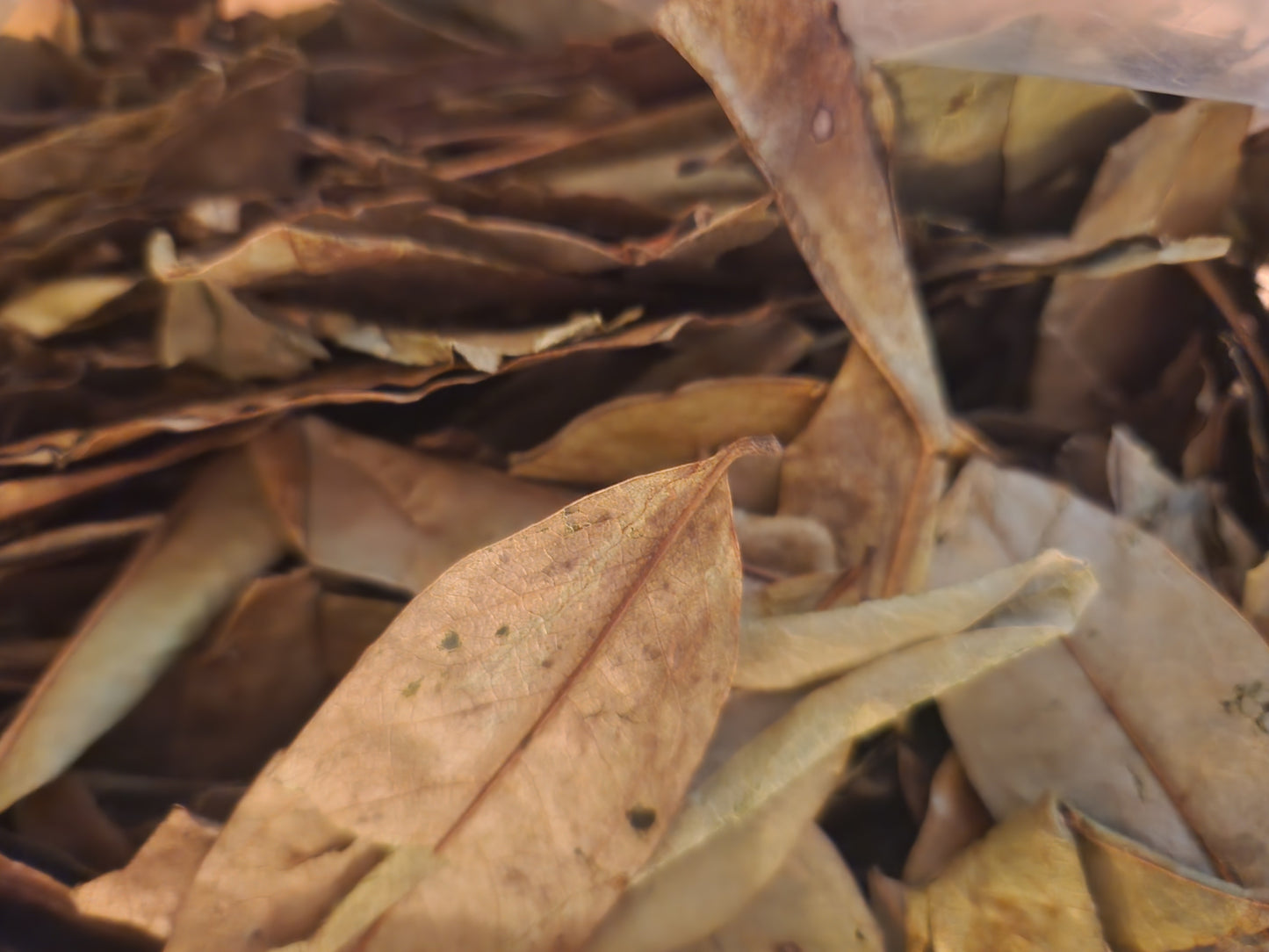 Soursop Leaves 2 oz